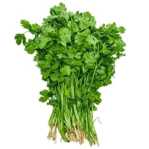 Coriander_1