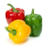 Bell Pepper_TFM